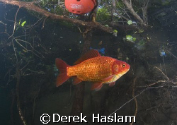 Gold fish! Vivian quarry. North Wales. D200, 10.5mm. by Derek Haslam 